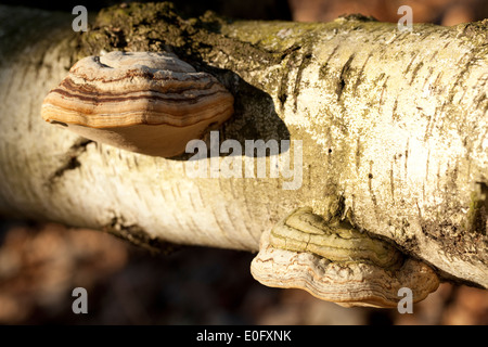 Gros champignons (Fomes fomentarius) sur le tronc birch Banque D'Images