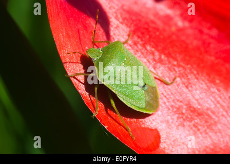 Légumes verts bug sur la fleur rouge Banque D'Images