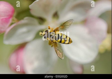 Hoverfly recueillir le nectar et le pollen de fleur de pommier. Banque D'Images