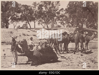 Une photographie de chameaux avec leur gardien à Wilcannia, en Nouvelle-Galles du Sud, pendant une période de faible niveau d'eau dans la rivière. L'image met en évidence les conditions difficiles et le style de vie unique de l'Australie rurale. Banque D'Images