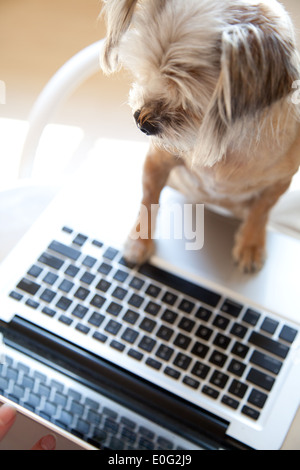 Portrait de petit chien avec patte sur ordinateur portable Banque D'Images