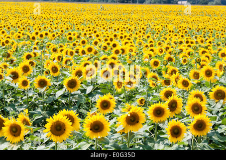 Beaucoup de tournesols en jaune lumineux sur un champ, Viele Sonnenblumen dans leuchtendem Gelb auf einem Feld Banque D'Images