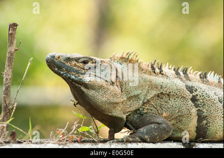 Mâle adulte, l'iguane noir avec feuillage vert Banque D'Images