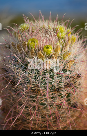 Près d'un baril (ferocactus wislizenii Cactus ) à Anza Borrego State Park, Californie Banque D'Images