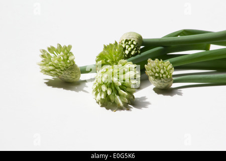 Fleurs d'ail sur fond blanc Banque D'Images