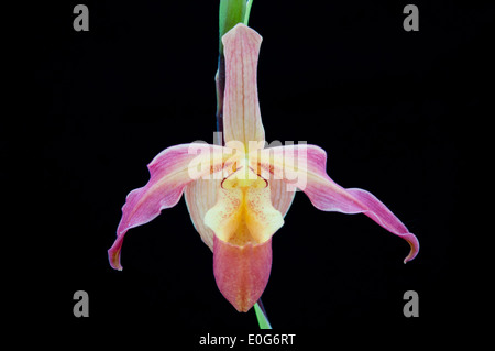 Une délicate fleur rose de Phragmipedium orchid. Banque D'Images