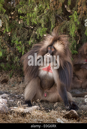 Un mâle (Theropithecus gelada babouin gélada) dans les montagnes du Simien de l'Éthiopie Banque D'Images