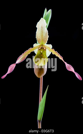 Une délicate fleur rose de Phragmipedium orchid. Banque D'Images