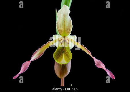 Une délicate fleur rose de Phragmipedium orchid. Banque D'Images