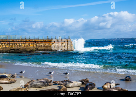 Couché sur le sable des joints dans la piscine plage. La Jolla, Californie, États-Unis. Banque D'Images