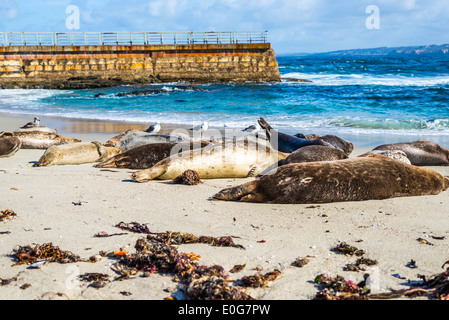 Couché sur le sable des joints dans la piscine plage. La Jolla, Californie, États-Unis. Banque D'Images