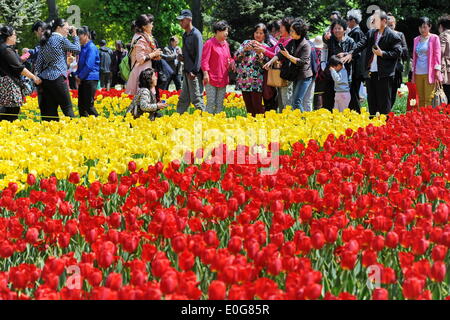 Changchun, Jilin Province de la Chine. 13 mai, 2014. Les touristes voir fleurs tulipes dans un parc à Changchun, capitale de la province de Jilin du nord-est de la Chine, le 13 mai 2014. Credit : Zhang Nan/Xinhua/Alamy Live News Banque D'Images