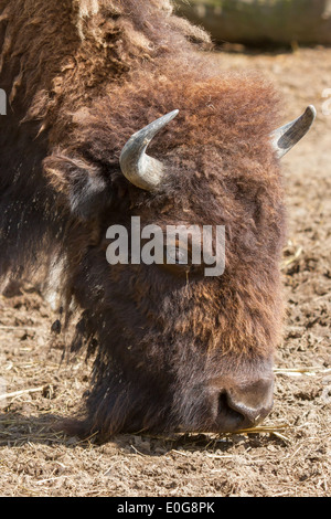 Le bison d'Amérique (Bison bison) dans un zoo néerlandais Banque D'Images