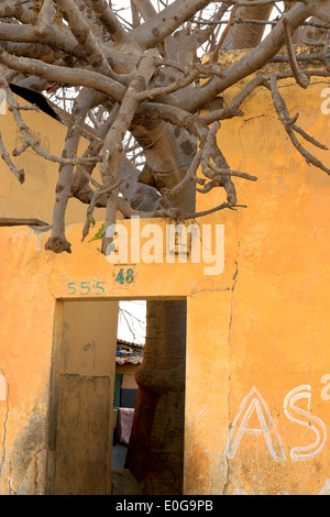 Au travers d'un mur d'arbres-Saint Louis du Sénégal Banque D'Images