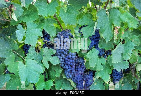 Grappe de raisins dans une vigne Banque D'Images