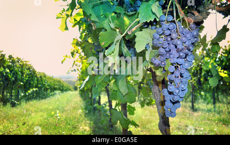 Grappe de raisins dans une vigne Banque D'Images