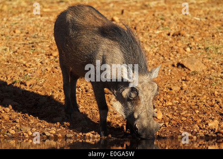 Phacochère (Phacochoerus aethiopicus) boire à un trou d'eau. Polokwane game reserve, Limpopo, Banque D'Images