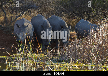 Quatre rhinocéros blancs à un point d'eau, potable Polokwane game reserve, Limpopo, Banque D'Images