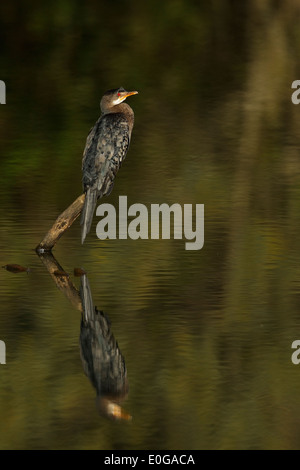 Reed Cormorant (Phalacrocorax africanus)  = cormoran africain (Turdus africanus africanus) juvenile, perché sur un poteau avec reflet dans l'eau Banque D'Images