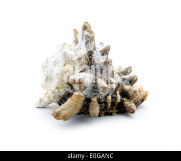 Vieux sea shell isolé sur fond blanc Banque D'Images