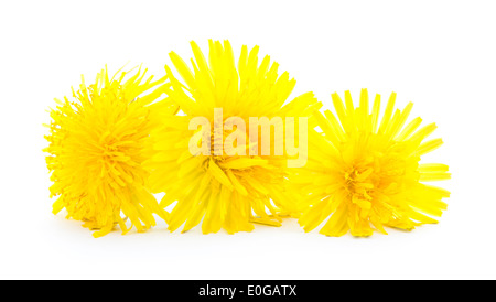 Fleurs de pissenlit jaune isolé sur fond blanc Banque D'Images