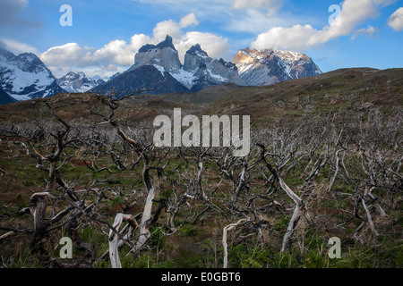 Cornes de Paine et massives des arbres brûlés (après l'incendie de 2012). Parc National Torres del Paine. La Patagonie. Chili Banque D'Images