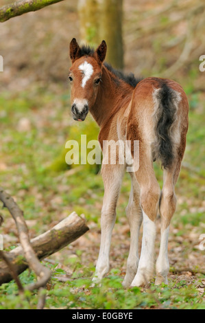 Poulain poney Exmoor dans les forêts Banque D'Images