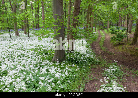 Un chemin à travers un bois parfumé à l'ail des fleurs et de jacinthes Banque D'Images