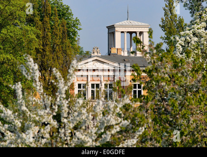 Les cerisiers en fleurs en face de la villa, Avenue Pouchkine, Potsdam, Brandebourg, Allemagne, Europe Banque D'Images