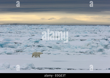 L'ours polaire dans la banquise, l'océan Arctique, Spitzberg, Norvège, Europe Banque D'Images