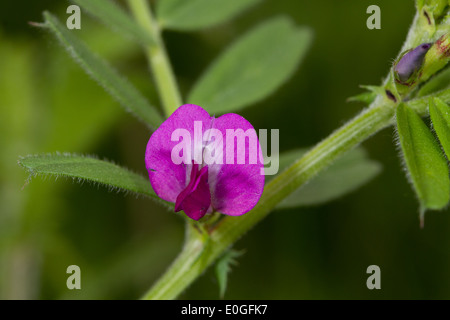 Vesce commune (Vicia sativa) Banque D'Images