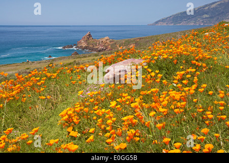 Coquelicots de Californie à la côte du Pacifique, l'océan Pacifique, en Californie, USA, Amérique Latine Banque D'Images