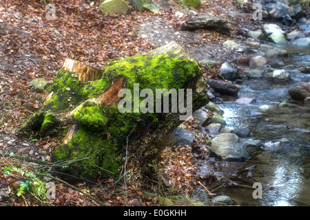 Forest Creek et le tronc couverts de mousse dans la forêt d'automne Banque D'Images