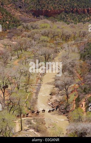 Virgin River Crossing Riders dans Zion Canyon, Zion National Park, Utah, USA, Amérique Latine Banque D'Images