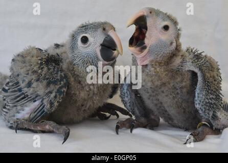 Schoeneiche, Allemagne. Apr 17, 2014. L'ara de Spix la gesse Karla (R, 260 grammes) et le frère de Tiago (360 grammes) sont exposées à l'Association de Berlin pour la conservation des oiseaux menacés (PTCA) dans Schoeneiche, Allemagne, 17 avril 2014. Deux des perroquets, aras de Spix (Cyanopsitta spixii) qui sont déjà éteintes à l'état sauvage, éclos au début d'avril. L'ara de Spix joue le rôle principal dans le nouveau film d'animation "Rio 2." Photo : PATRICK PLEUL/dpa/Alamy Live News Banque D'Images