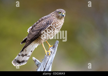 Sparrow hawk, le canard huppé, Accipiter risus, du sud de la Norvège, Sperber. Banque D'Images