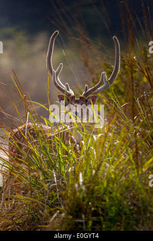 Spotted deer dans la forêt de Jim Corbett National Park, Inde. (Axis axis ) Banque D'Images