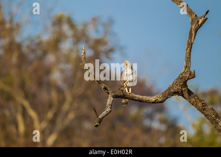 Variable Hawk Eagle perché sur une branche, à Jim Corbett National park, Inde. Banque D'Images