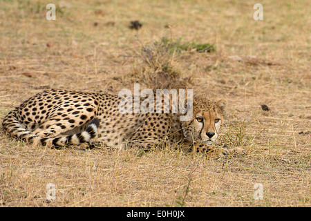 Un guépard montres explorer un appareil photo utilisé par la télévision chinoise CCTV en compagnie de Maasai Mara, Kenya Banque D'Images