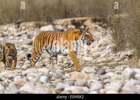 Tigresse du Bengale avec son petit sur le lit du fleuve à Jim Corbett National Park, Inde [in] Banque D'Images