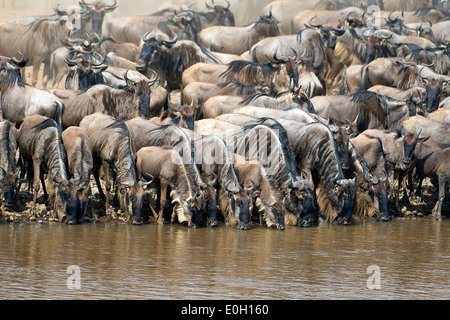 Gnous la queue pour prendre un verre au bord de la rivière Mara, Kenya Banque D'Images