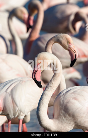 Plus de flamants roses en Camargue, Phoenicopterus roseus, Camargue, France Banque D'Images