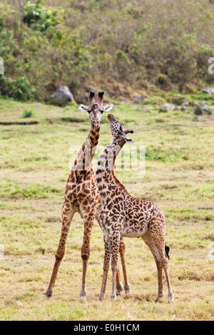 Deux Girafes Massai, Giraffa camelopardalis, Parc National d'Arusha, Tanzanie, Afrique orientale, Afrique du Sud Banque D'Images