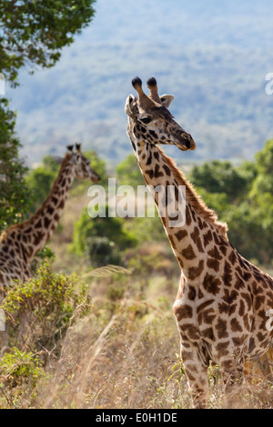 Les Girafes Massai, Giraffa camelopardalis, Parc National d'Arusha, Tanzanie, Afrique orientale, Afrique du Sud Banque D'Images