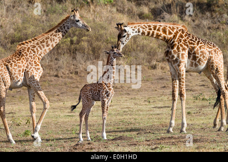 Les Girafes Massai avec de jeunes veaux, Giraffa camelopardalis, Parc National d'Arusha, Tanzanie, Afrique orientale, Afrique du Sud Banque D'Images