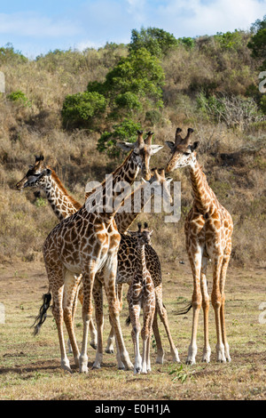 Les Girafes Massai avec de jeunes veaux, Giraffa camelopardalis, Parc National d'Arusha, Tanzanie, Afrique orientale, Afrique du Sud Banque D'Images