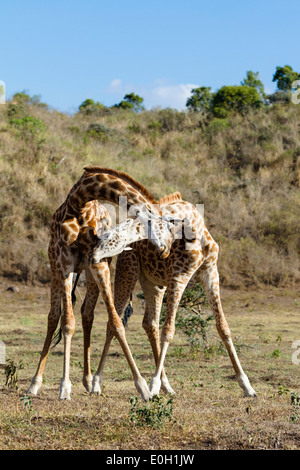 Les mâles se battre, girafe girafes Massai, Giraffa camelopardalis, Parc National d'Arusha, Tanzanie, Afrique orientale, Afrique du Sud Banque D'Images