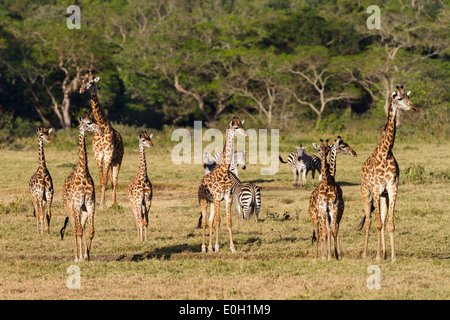 Les Girafes Massai, Giraffa camelopardalis et zèbres, Equus quagga, peu de Serengeti, Parc National d'Arusha, Tanzanie, Afrique de l'Est, Banque D'Images