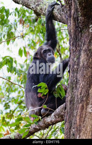 Les chimpanzés, femme avec bébé escalade un arbre, Pan troglodytes, Mahale Mountains National Park, Tanzanie, Afrique orientale, Afrique du Sud Banque D'Images