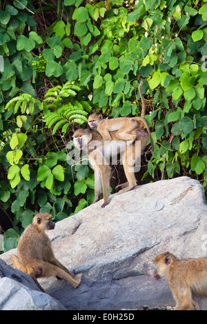 Babouin jaune, un peu avec bébé babouin, Papio cynocephalus kindae, lac Tanganjika, Mahale Mountains National Park, Tanzania, Eas Banque D'Images